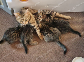 Bengal x kittens