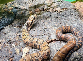 King Phase Hypo False Water Cobra at Birmingham Reptiles