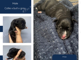 Collie x bull x gray