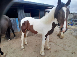 SHIRE X YEARLING FILLY