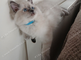 Ragdoll kittens