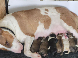 2 bitch bull terrier puppies