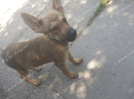 Blaze male pup left reduced to go plz calls only
