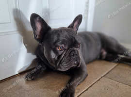 Stunning Blue French Bulldog STUD