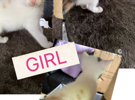 Beautiful kittens