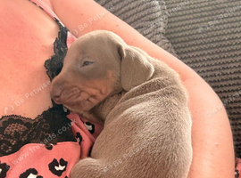 5 miniature dachshunds for sale