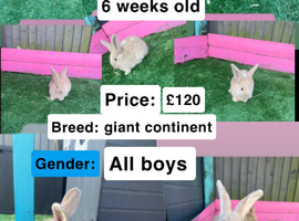 Continental giant rabbits