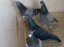 Racing pigeons x 30