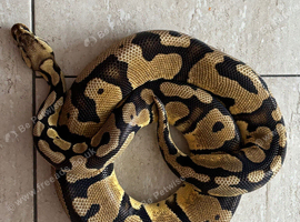 Pastel het clown ball python
