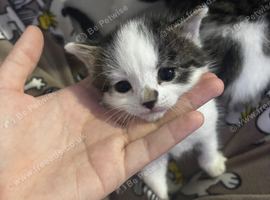 Selling kittens