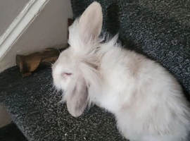 Absolutely adorable fluffy lionhead bunnies