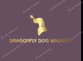 Dragonfly dog walking
