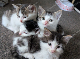 Beautiful kitten's look for their new home