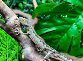 Henkels Leaf Tailed Gecko Halloween Special ending Sunday