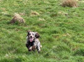 Looking for a dachshund