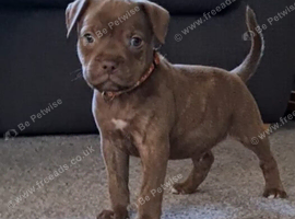 Staffy puppies ** 1 Last boy available **