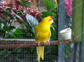 Lineolated and bourkes Parakeets