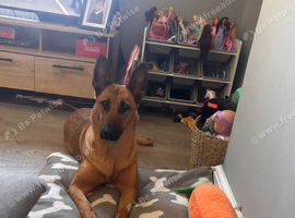 2 year old female Bella