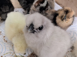 Day old silkies chickens