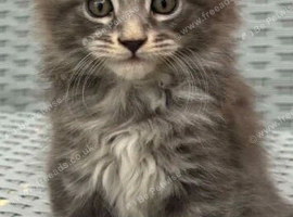 3 tica polydactyl. Ready now