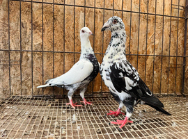TIGER GRIZZLED RACING PIGEONS FOR SALE