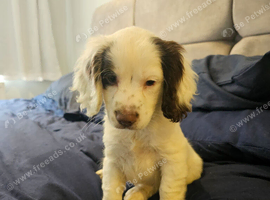 COCKER SPANIEL BITCH FOR SALE
