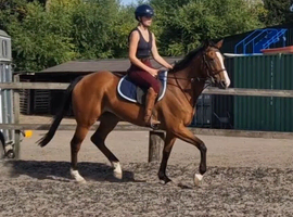quiet first horse saught