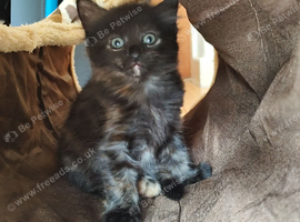 Little girl is still looking for her forever home