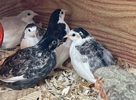 Chinese Painted Button quail
