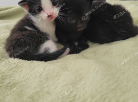 Britsh  kittens