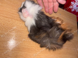Baby guinea pigs