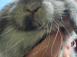 Beautiful mini lops ready now