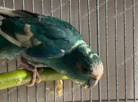 1 year old male kakariki