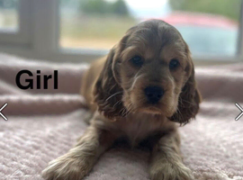 2 stunning cocker spaniel girls ready now