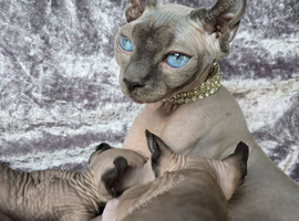 TICA & HEALTH TESTED SPHYNX KITTENS