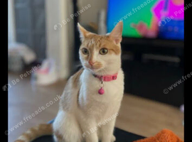 URGENT REHOME