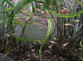 Guppies