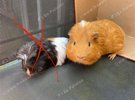 Baby and 6/7month Guinea pig