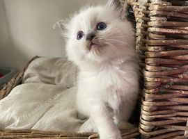 Pure Ragdoll Kittens