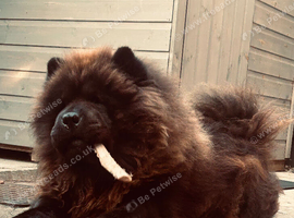 3 year old male chow (yogi)