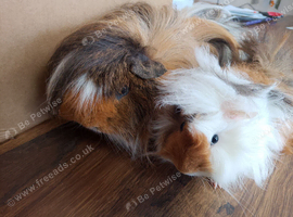 Pair of bonded Peruvian boars ready for a new home