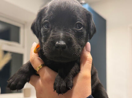 12 gorgeous puppies