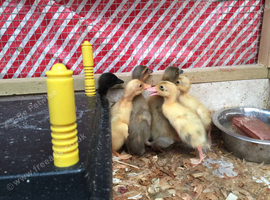 5 day old Ducklings Available