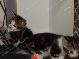Kittens 4 sale