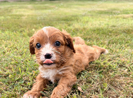 4 week old cavapoo litter