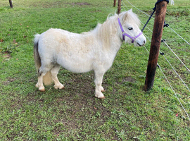 Super Safe Registered Shetland Gelding For Sale