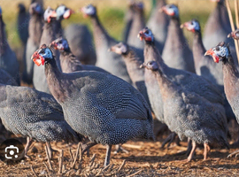 Guineafowl keets & hatching eggs