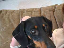 3 year old Miniature dachshund Minnie