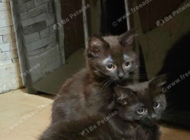4 beautiful kittens for sale