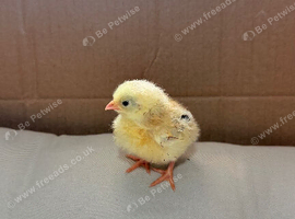Serama chicks x 2 - smallest chicken